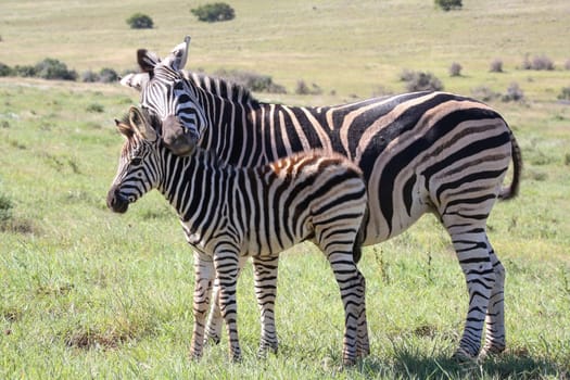 Baby zebra with it's mother showing love and affection