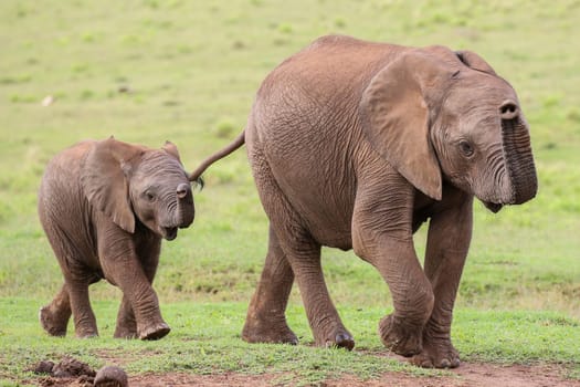 Young family of African elephants walking across the green grass