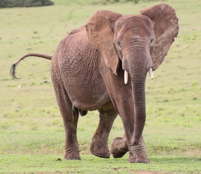 Large male African elephant with trunk extended smelling for water