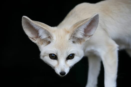 Beautiful little fennic desert fox with very large ears