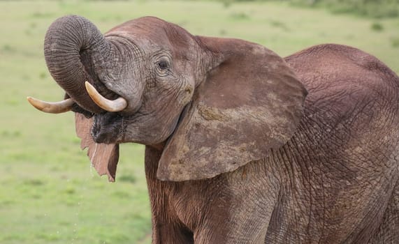 Large male African elephant with trunk extended smelling for water