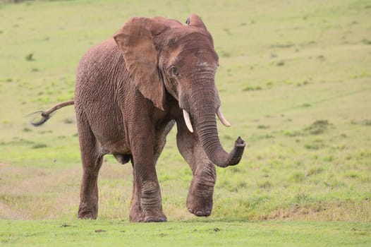 Large male African elephant with trunk extended smelling for water