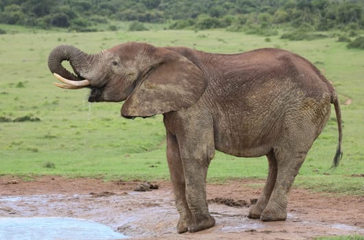 Large male African elephant with trunk extended smelling for water