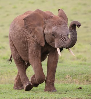 Large male African elephant with trunk extended smelling for water