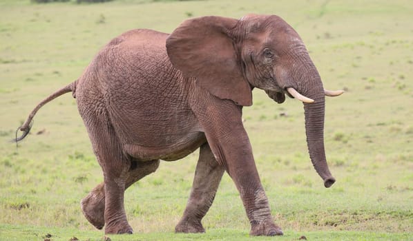 Large male African elephant with trunk extended smelling for water