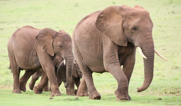 Family of African elephants walking acroos the green grass