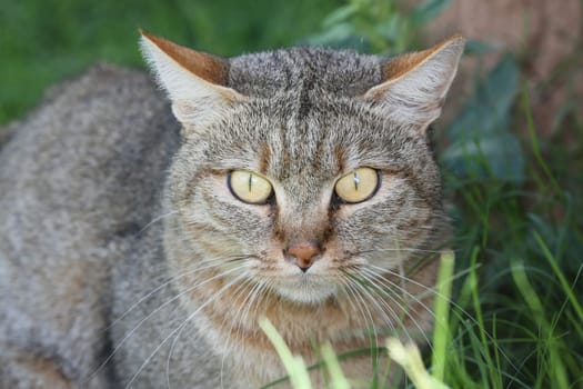 Portrait of an African Wilcat with large eyes and long whiskers