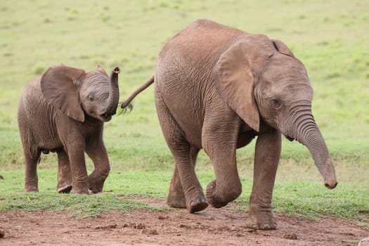 Young family of African elephants walking across the green grass