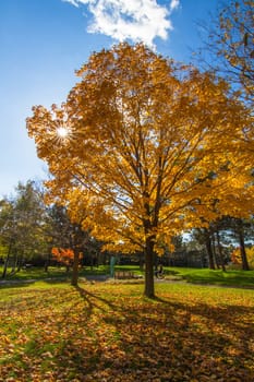 This photo was shot from Montreal city in autumn