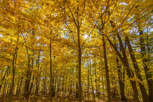 This photo was shot from Ottawa in autumn, Canada.