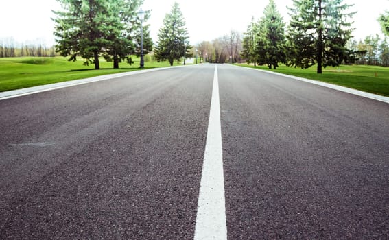road going to horizon among fields and fir-trees
