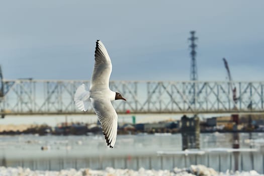 a seagull soaring in a blue sky with clouds. High quality photo