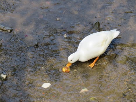 Beautiful duck of nice color put in the water to cool off from the heat