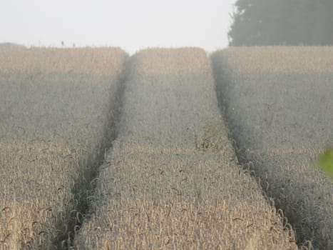 beautiful dry cereal field ready to harvest food