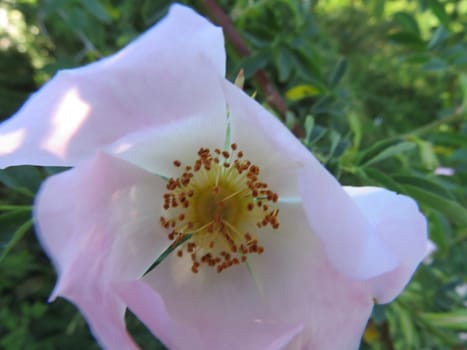 beautiful natural aromatic flowers delicate pollen colors
