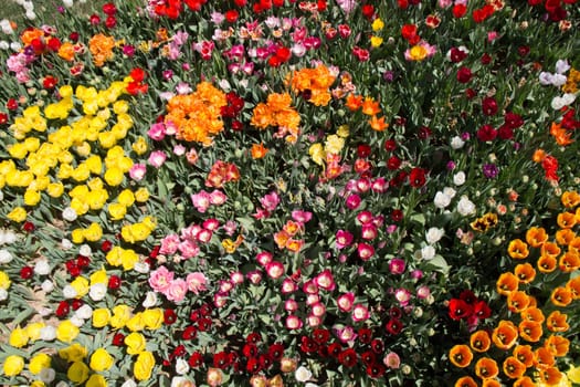 Blooming colorful tulip flowers in garden as floral background