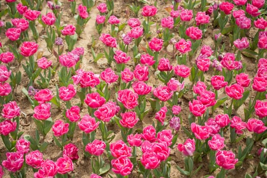 Colorful tulip flowers bloom in the spring  garden