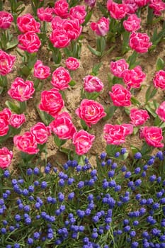 Colorful tulip flowers bloom in the spring  garden