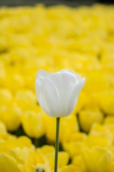 Outstanding colorful tulip flower bloom in the spring  garden