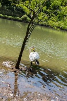 Single swans lives in the natural environment