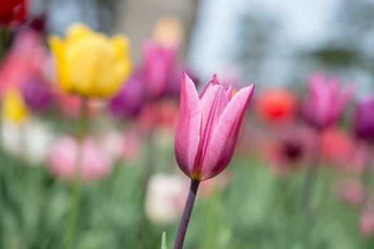 Outstanding colorful tulip flower bloom in the spring  garden