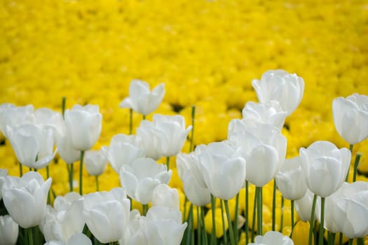 Colorful tulip flowers bloom in the spring  garden