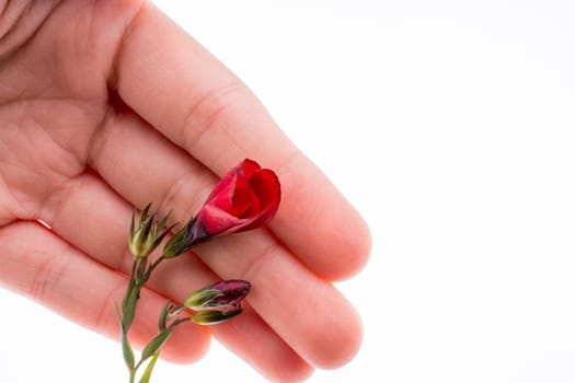 Hand holding a Red Poppy on a white background