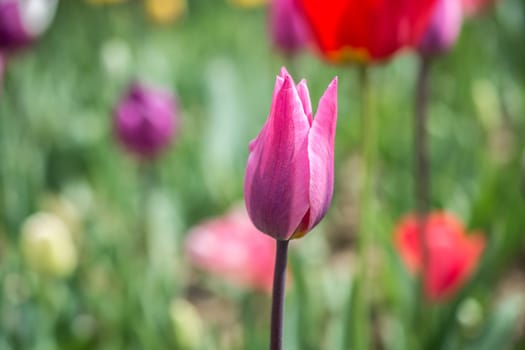 Outstanding colorful tulip flower bloom in the spring  garden