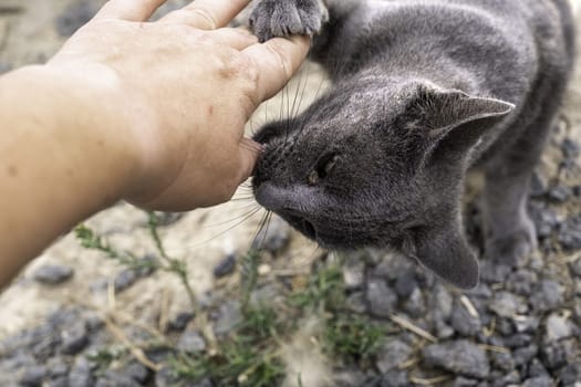 Detail of domestic animal biting and playing