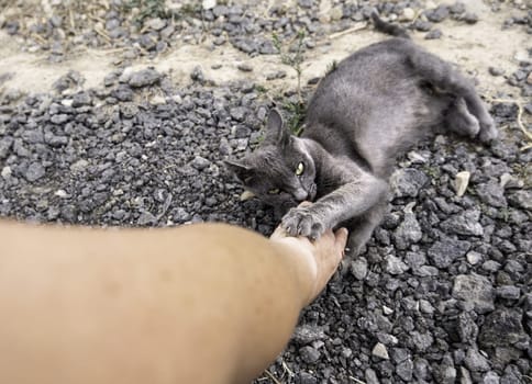 Detail of domestic animal biting and playing