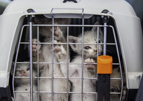 Cat locked cage trap, abandoned animals and hunting