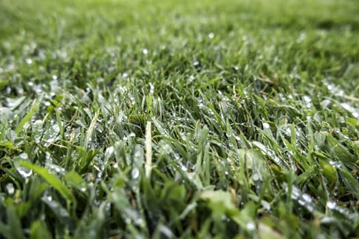 Detail of green grass in nature, on a rainy day