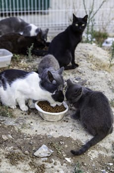 Abandoned street cats, stray animals, pets
