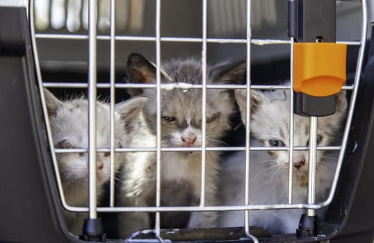 Cat locked cage trap, abandoned animals and hunting