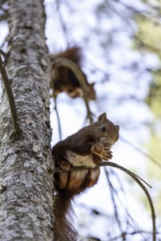 Detail of wild mammal animal in nature
