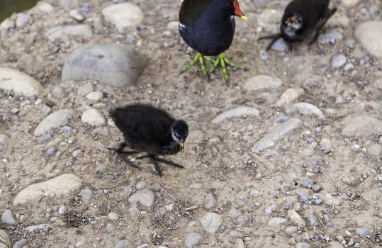 Detail of exotic birds in nature, wild bird