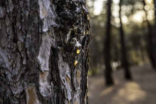 Pine resin detail in a forest in nature