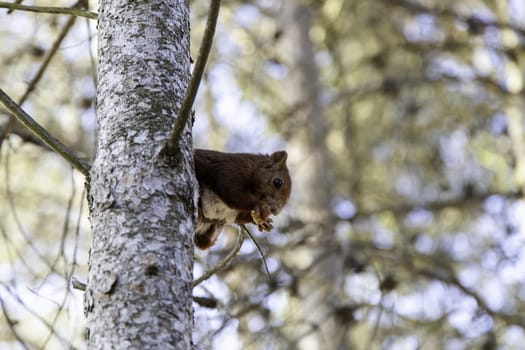 Detail of wild mammal animal in nature