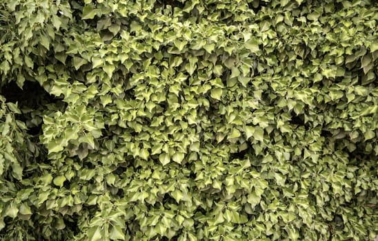 Climbing plant detail decorating a wall, decoration with plants