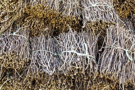 Detail of dry vine branches, firewood for grilling