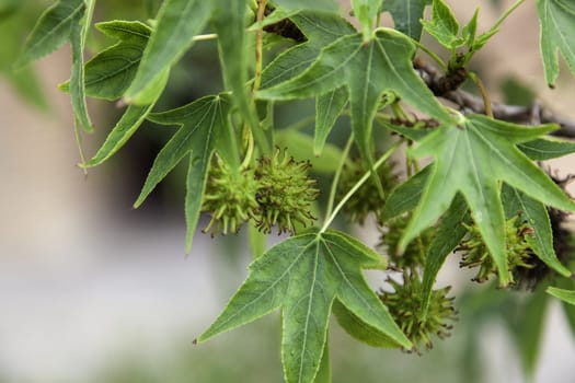 Tree detail with chestnut fruits, nature and food
