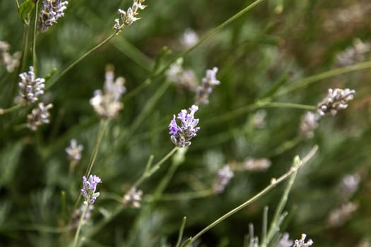 Detail of wild aromatic flowers, aromatherapy and nature