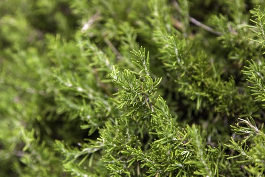 Tree detail in nature, forest and environment