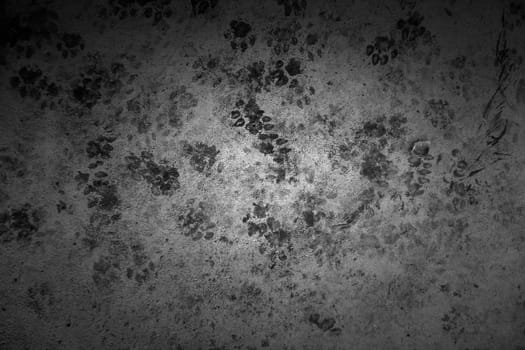 Detail of footprints of wild cats on the ground