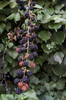 Detail of sweet and ripe fruit in nature, healthy food