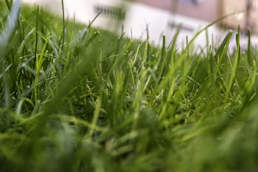 Detail of lawn in a garden, decoration with plants