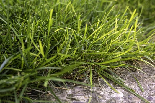Detail of lawn in a garden, decoration with plants