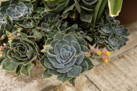 Decorative cactus detail, hardy plants