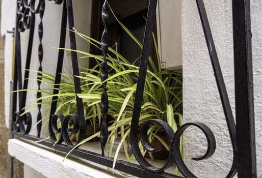 Detail of decoration with plants in a window
