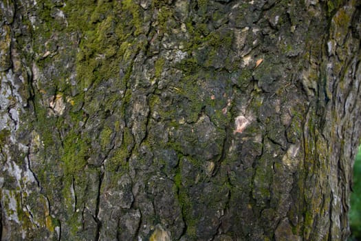 tree bark background covered with green moss